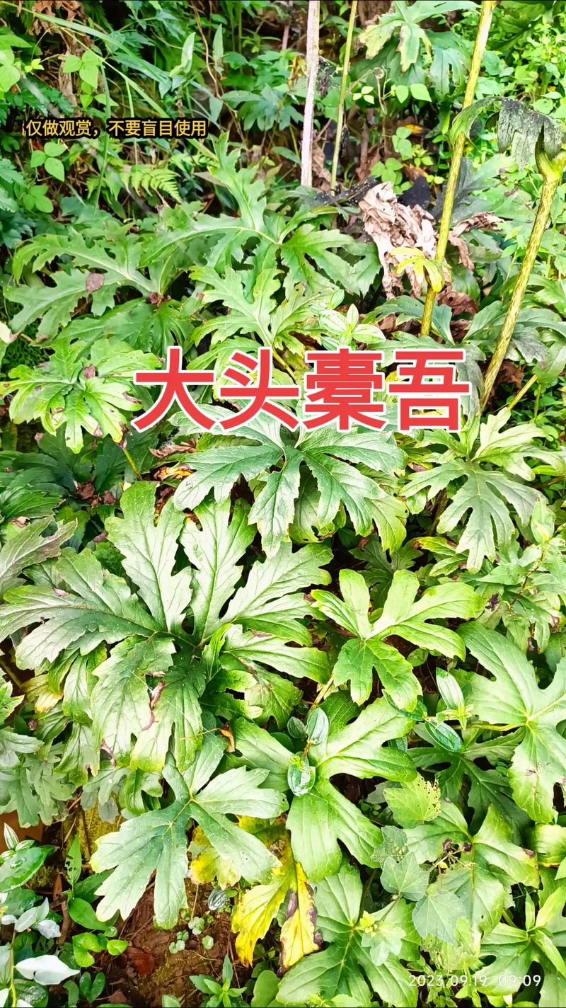 望江南多少根