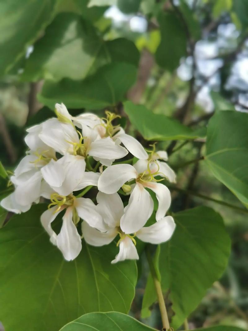 桐花落速是多少厘米