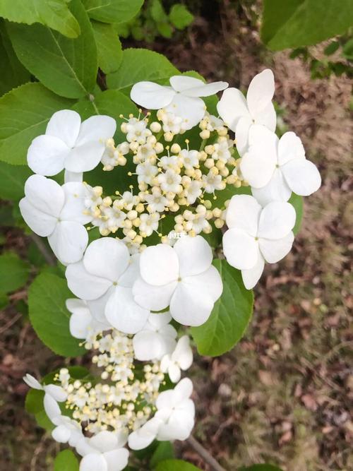 扬州慢琼花有多少字