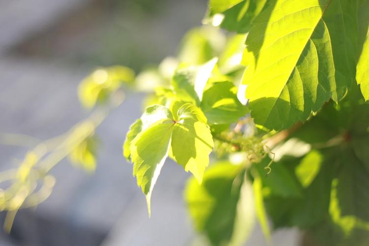 北京大学有多少植物