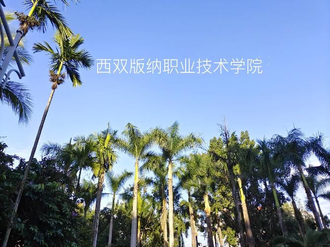 西双版纳有多少所学校