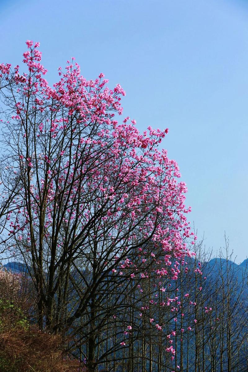 问君花多少