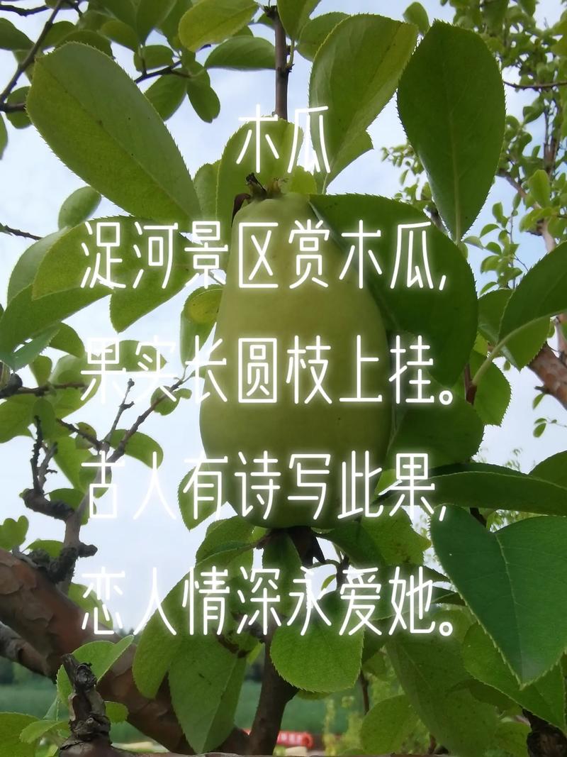 木瓜的诗词有多少