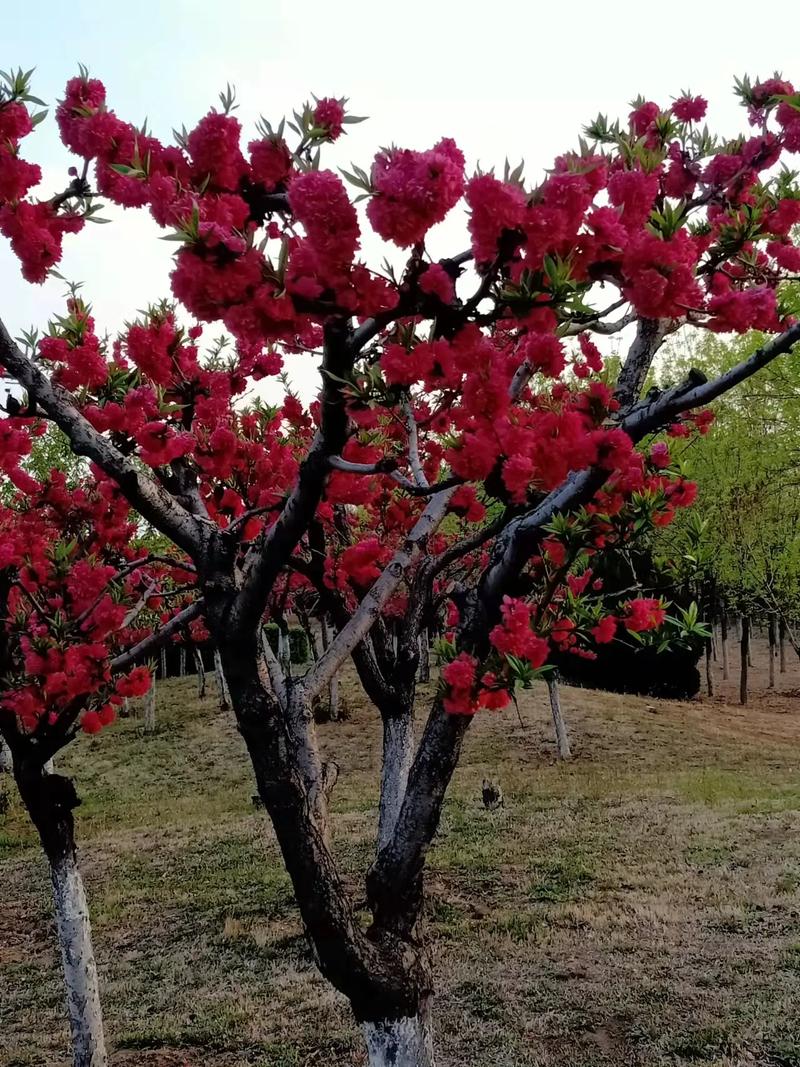 碧桃花树拆迁能赔多少钱