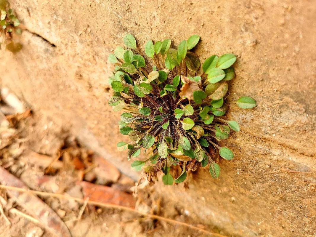 年年多少埋芳草