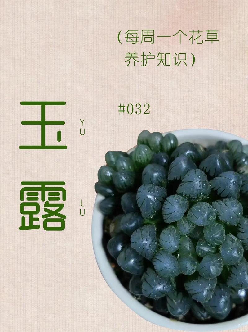 玉露这个名字能打多少分