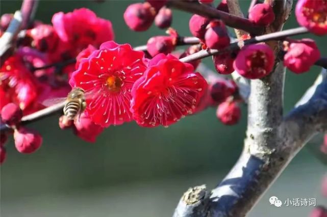 更横知多少梅花