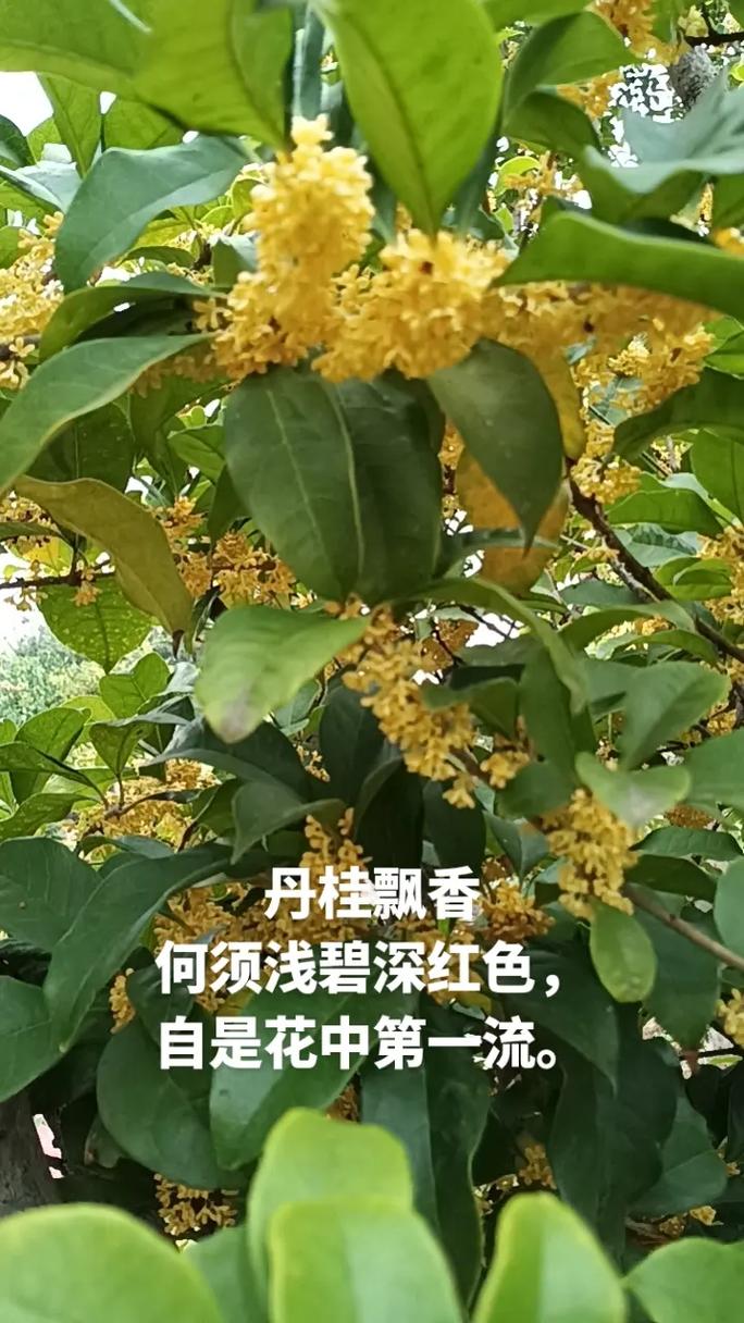 李清照种了多少花