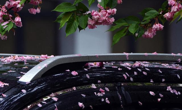 一夜风雨后花落知多少