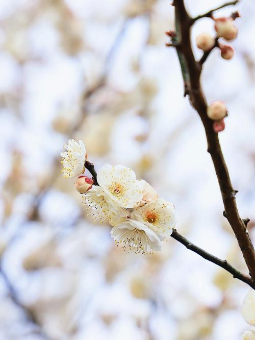 梅花有多少根蕊