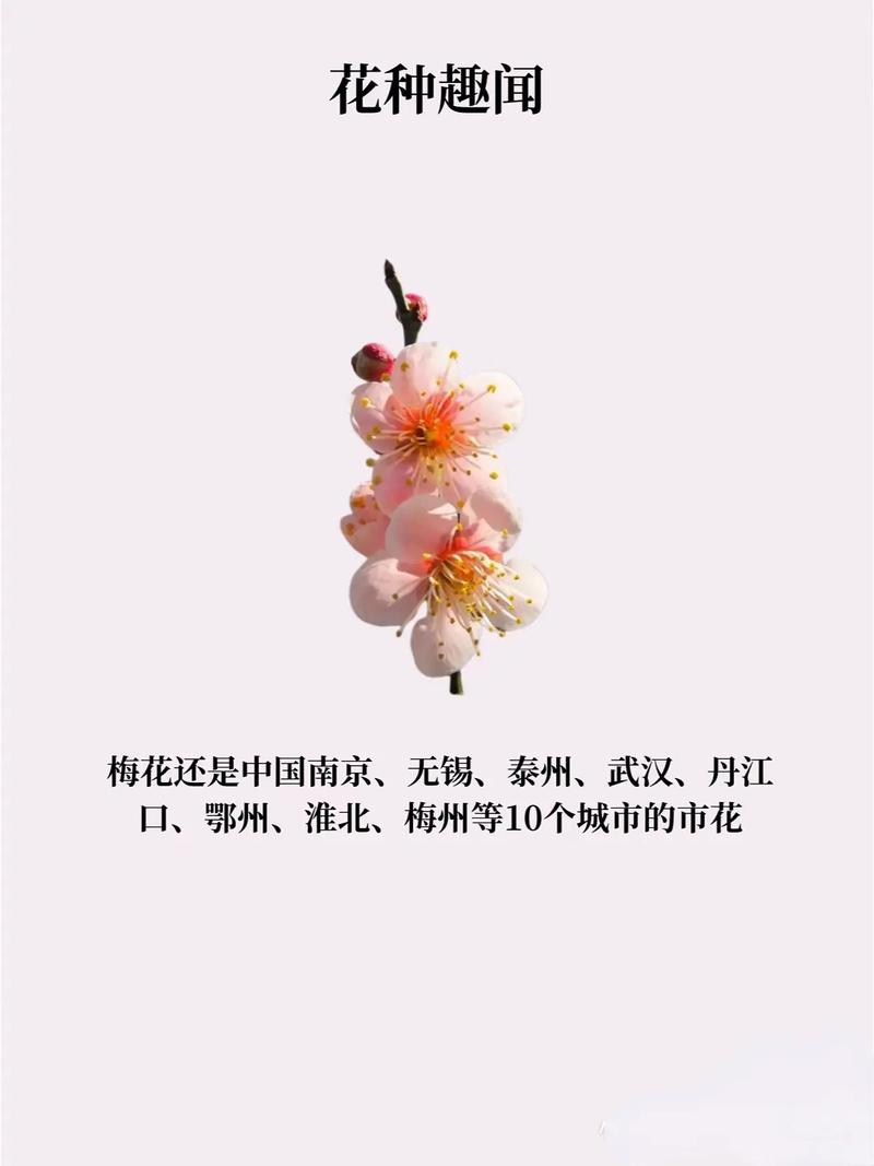 有多少个字形容梅花