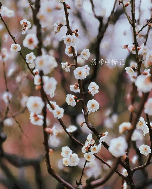 高兴泰梅花多少钱一尺