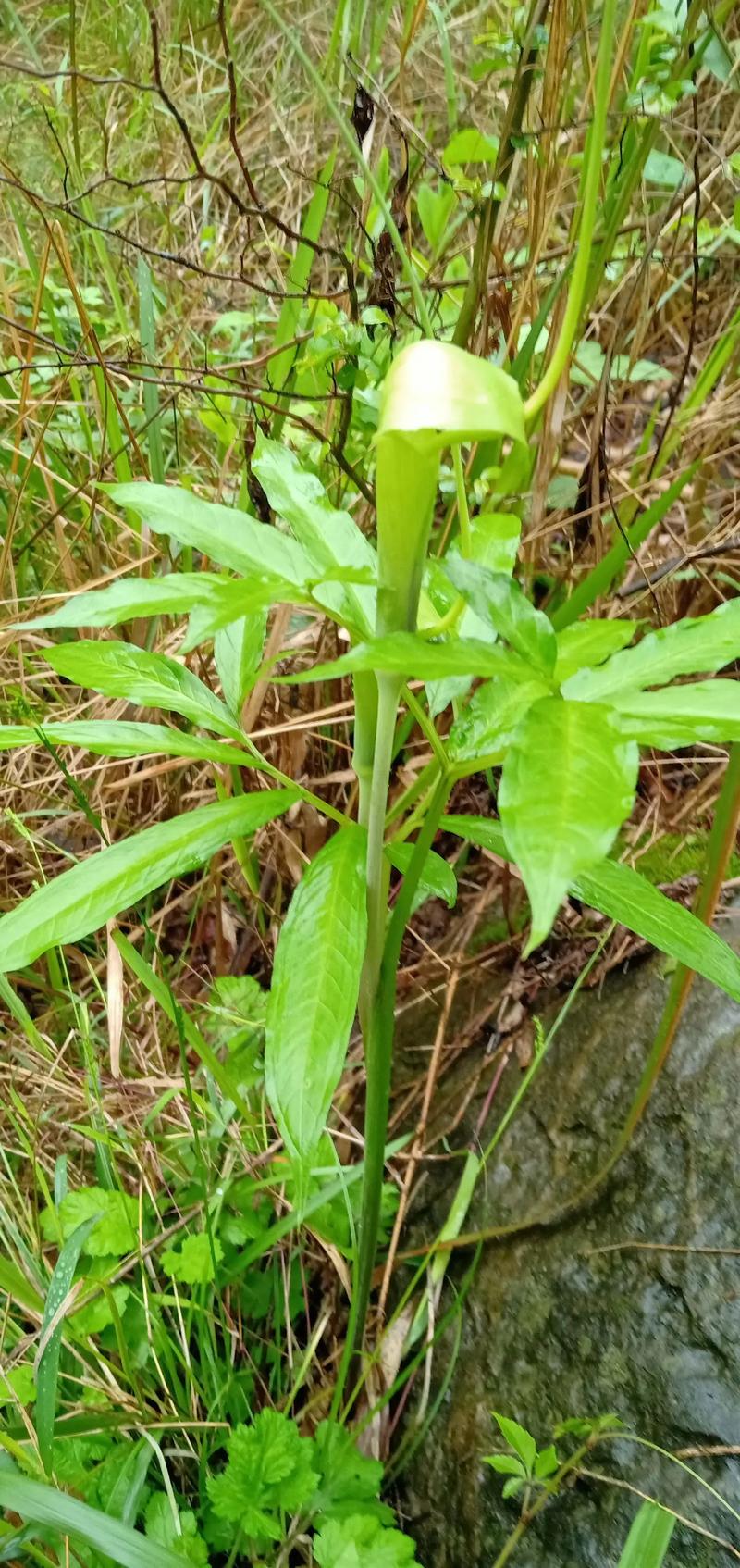 一支忘忧草多少钱